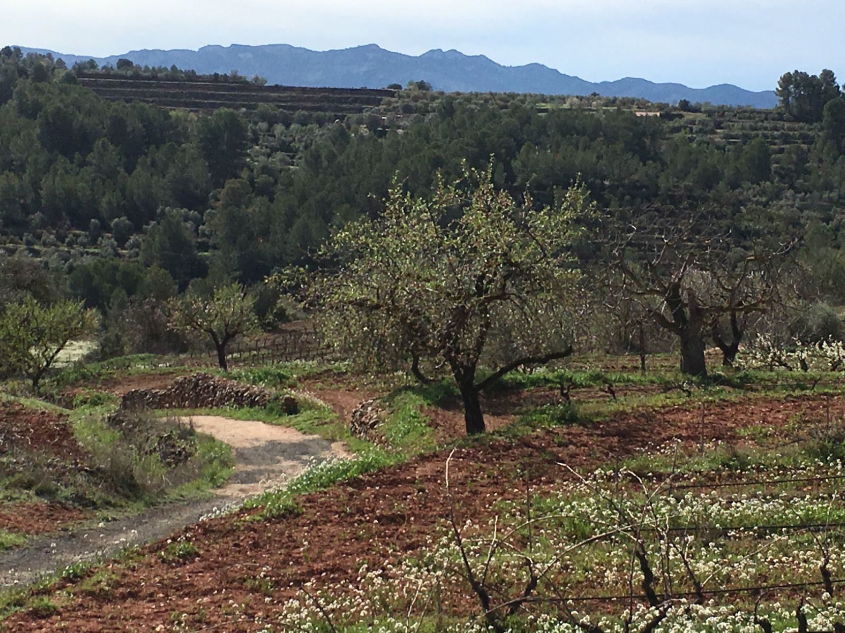 A vineyard in Montsant, Spain
